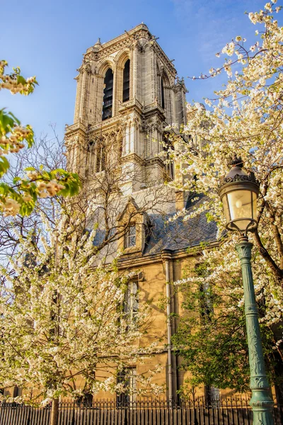 París, catedral de Notre Dame con un árbol en flor en Francia — Foto de Stock