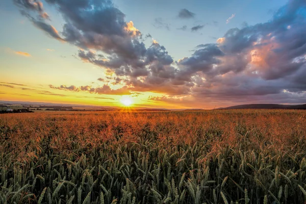 Coucher de soleil coloré sur le champ de blé — Photo