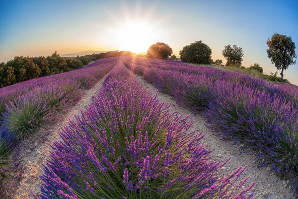 Provence-levendula mező a naplemente, Valensole fennsík területe Dél-Franciaország — Stock Fotó