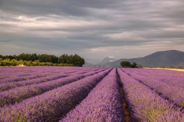 Provence Güney Fransa günbatımı, Valensole Yaylası alanında, lavanta alanla