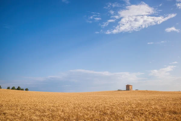 Champ de blé dans la Provence célèbre, sud de la France . — Photo