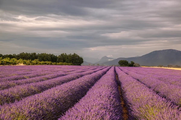 Provence-levendula mező a naplemente, Valensole fennsík területe Dél-Franciaország — Stock Fotó