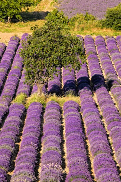 Lavender field in Provence, near the Sault town in France — Stock Photo, Image