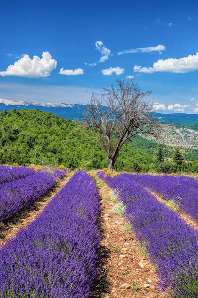 Lavender field in Provence, near the Sault town in France — Stock Photo, Image