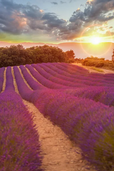 Provence Güney Fransa günbatımı, Valensole Yaylası alanında, lavanta alanla — Stok fotoğraf