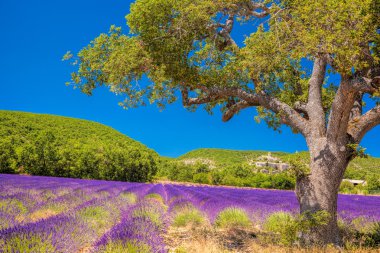 Simiane la Rotonde village with lavender field in Provence, France clipart