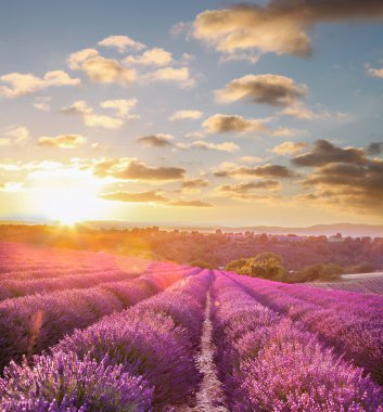 Lavanta alanında Provence, Fransa renkli günbatımı karşı
