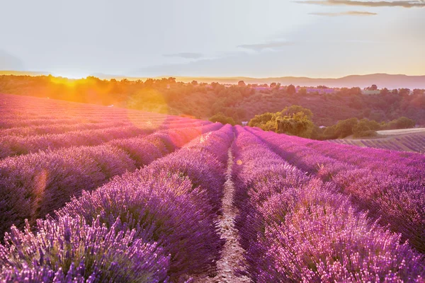 Levendula mező ellen a színes naplementét, Provence, Franciaország — Stock Fotó