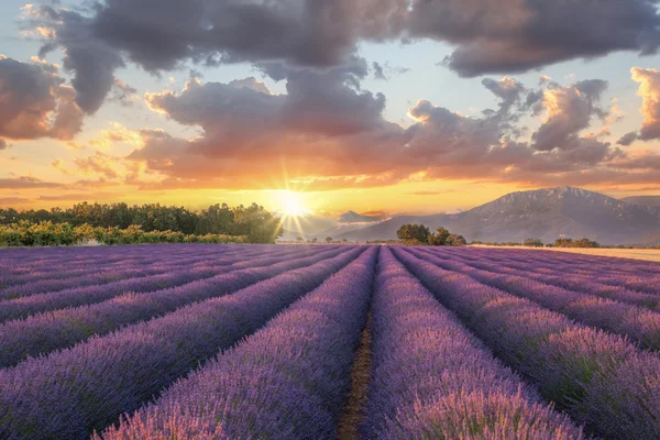 Campo de lavanda contra el colorido atardecer en Provenza, Francia — Foto de Stock