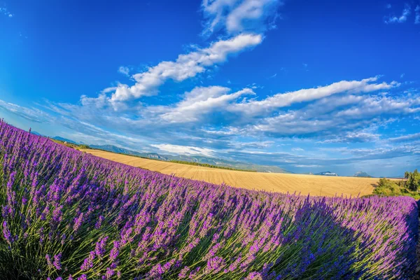 Levandulová pole proti modré obloze v Provence, Francie — Stock fotografie