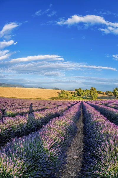 Campo de lavanda contra o céu azul na Provença, França — Fotografia de Stock