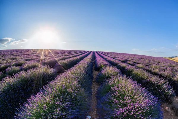 Campo de lavanda contra o pôr do sol colorido em Provence, França — Fotografia de Stock