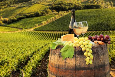 beyaz şarap varil üzerinde in chianti, Toskana, İtalya ünlü üzüm bağı ile