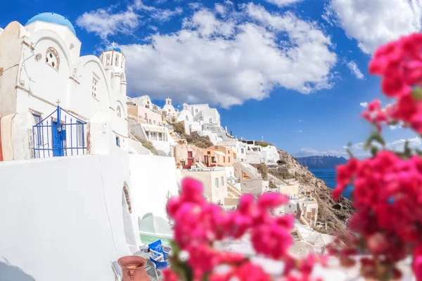 Yunanistan 'ın Santorini adasında kırmızı çiçeklere karşı kiliseleri olan Oia köyü