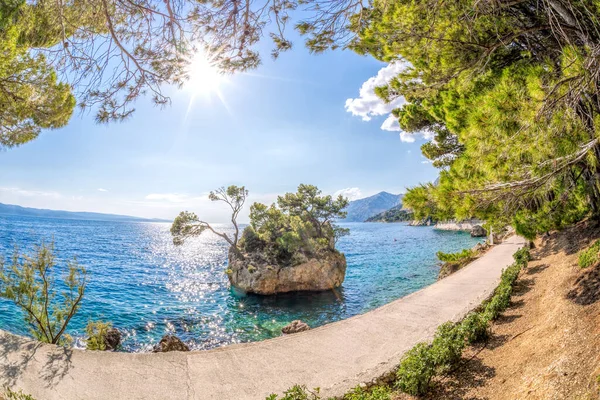 Famosa Playa Punta Rata Con Mar Azul Brela Dalmacia Croacia — Foto de Stock