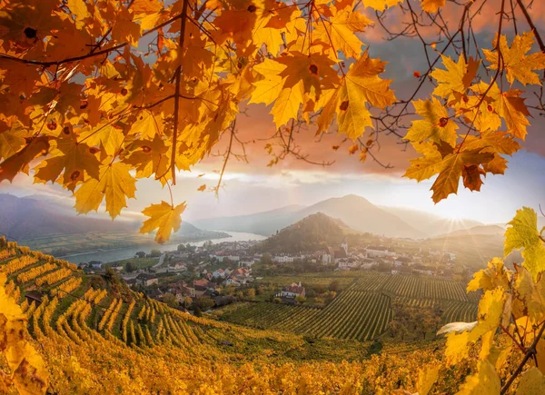 Slavné Vinice Podzim Javorovými Listy Proti Západu Slunce Wachau Spitz — Stock fotografie