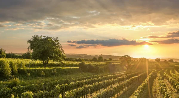 Kleurrijke Zonsondergang Boven Wijngaarden Wachau Vallei Neder Oostenrijk Oostenrijk — Stockfoto