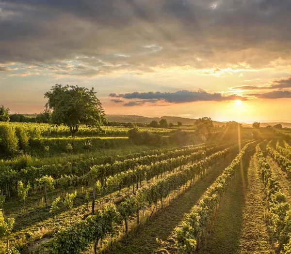 ワコー バレー ローワーオーストリア オーストリアのブドウ畑の上にカラフルな夕日 — ストック写真