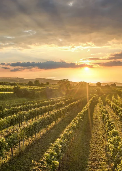 Colorido Atardecer Sobre Viñedos Valle Wachau Baja Austria Austria —  Fotos de Stock