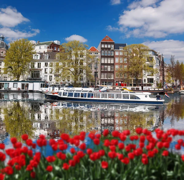 Amsterdam by med røde tulipaner mot kanal i Holland – stockfoto