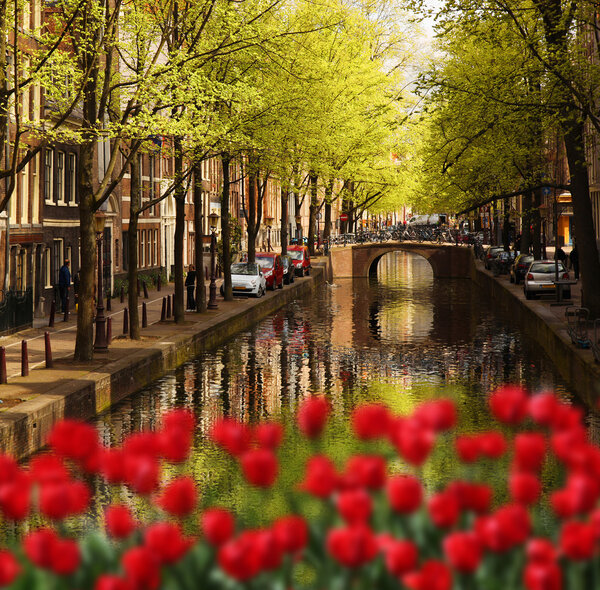 Amsterdam city with red tulips against canal in Holland