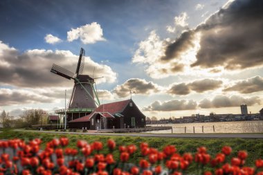 Kırmızı lale ile Hollanda yel değirmenleri Hollanda Amsterdam ' ın kapatın