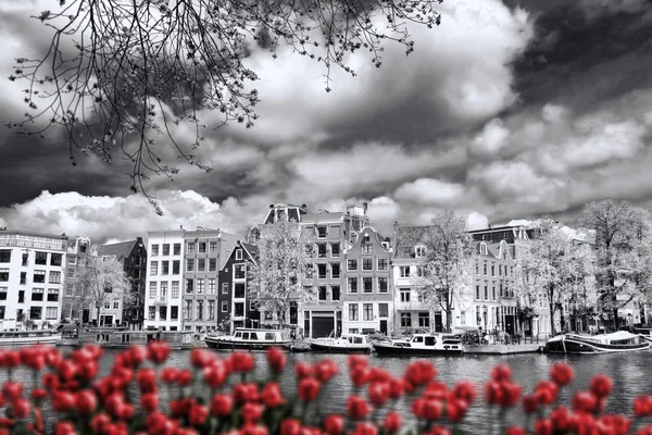 Amsterdam ciudad con barcos en el canal contra tulipanes rojos en Holanda —  Fotos de Stock