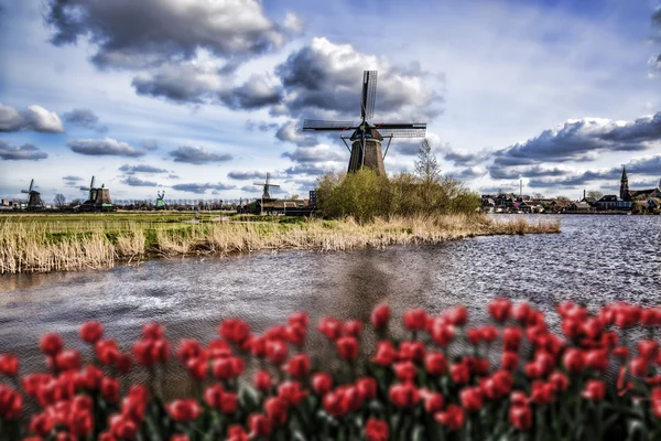 赤いチューリップとオランダ風車は、オランダのアムステルダムを閉じる — ストック写真
