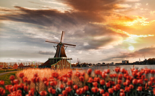  Dutch windmills with red tulips close the Amsterdam, Holland