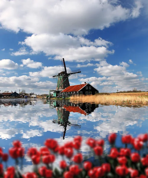 Holland szélmalmok, vörös Tulipánokkal közel az Amszterdam, Hollandia — Stock Fotó