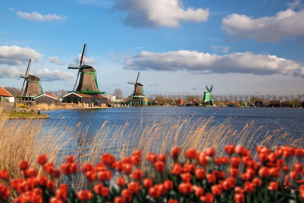 Holandské větrné mlýny s červenými tulipány zavřete Amsterdam, Holandsko — Stock fotografie