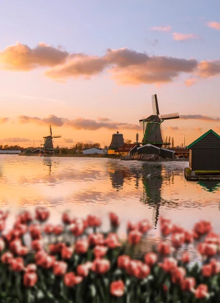 Molinos holandeses con tulipanes rojos cierran Ámsterdam, Holanda — Foto de Stock