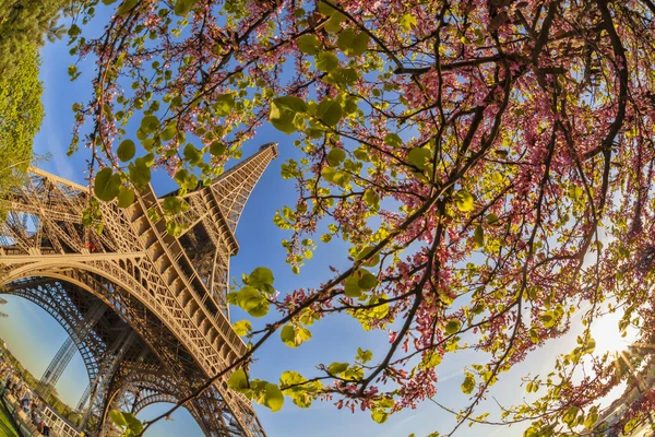 エッフェル塔パリ, フランスの春のツリー構造 — ストック写真