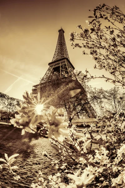 Eiffeltoren met lente boom in Parijs, Frankrijk — Stockfoto