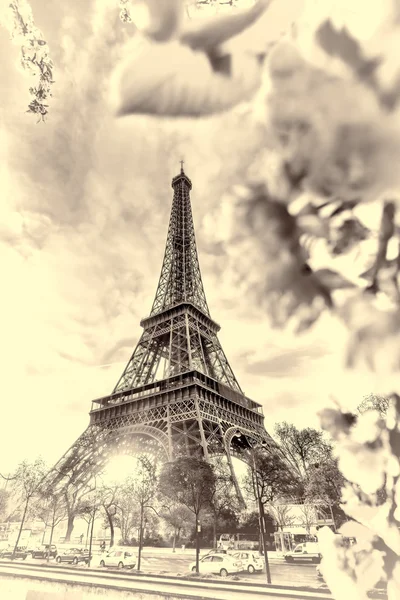 Torre Eiffel com árvore de primavera em Paris, França — Fotografia de Stock