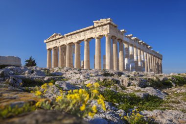 Parthenon Tapınağı ile bahar çiçekleri akropolü Atina, Yunanistan