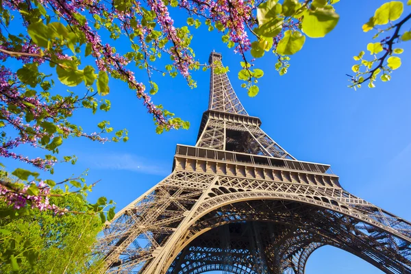 Wieża Eiffla z drzewa wiosna w Paryżu, Francja — Zdjęcie stockowe
