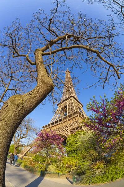 Eiffel Tower with spring tree in Paris, France — Stock Photo, Image