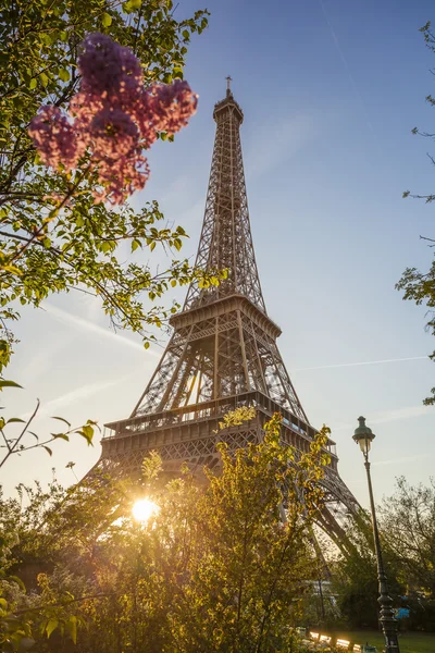 Eiffelturm mit Frühlingsbaum in Paris, Frankreich — Stockfoto