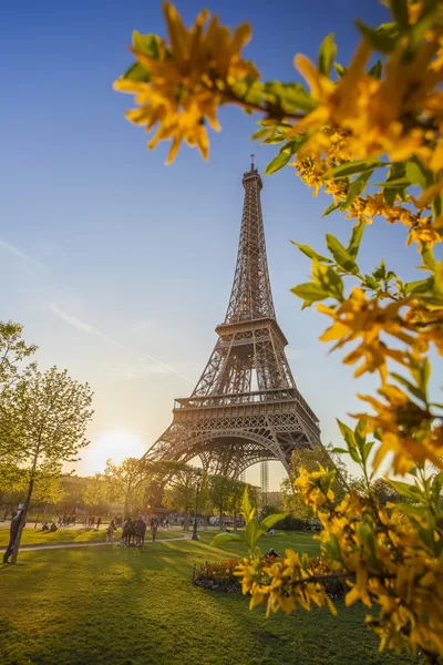 Eiffeltoren met lente boom in Parijs, Frankrijk — Stockfoto