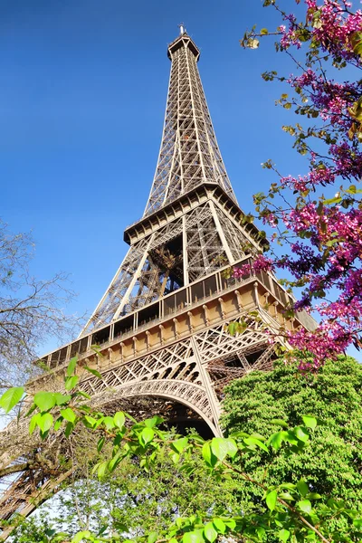 Eiffelturm mit Frühlingsbaum in Paris, Frankreich — Stockfoto