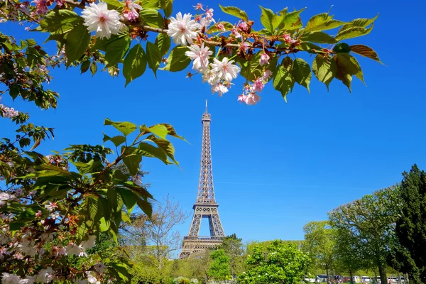 Eiffel Tower with spring tree in Paris, France — Stock Photo, Image