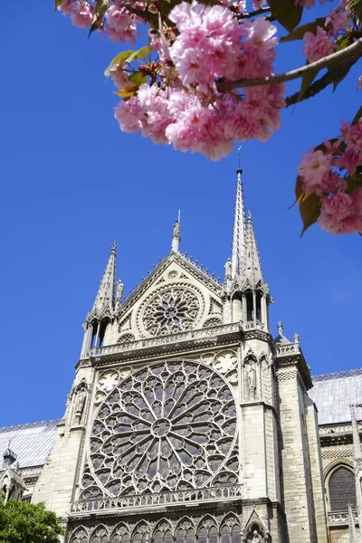 開花ツリーとノートルダム大聖堂パリ — ストック写真