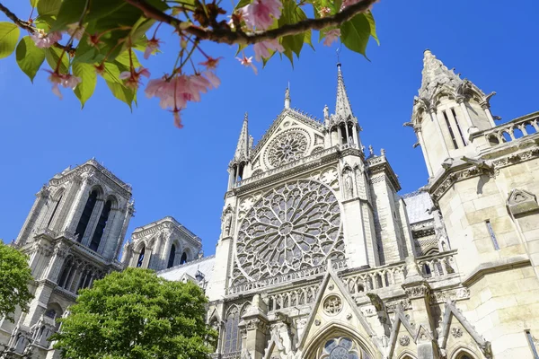 París, Catedral de Notre Dame con árbol en flor, Francia — Foto de Stock