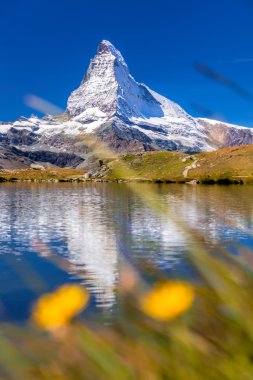 Matterhorn ile Stellisee içinde relfection karşı çiçekler, Zermatt, İsviçre