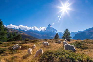 Matterhorn Panoraması ile İsviçre Alpleri'nde koyun
