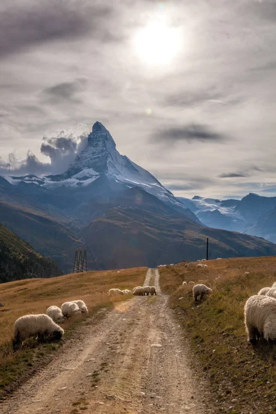 Panorama z Matterhorn z owiec w szwajcarskich Alpach — Zdjęcie stockowe