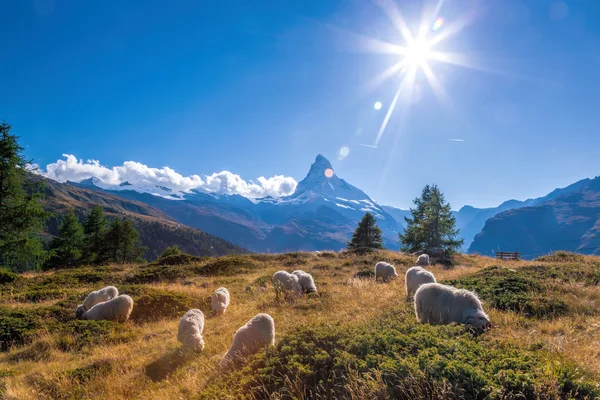 Panorama de Matterhorn con ovejas en los Alpes suizos — Foto de Stock