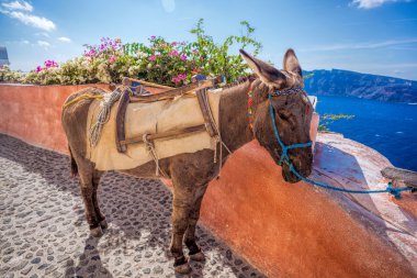 Santorini Adası ile eşek köyde Oia, Yunanistan