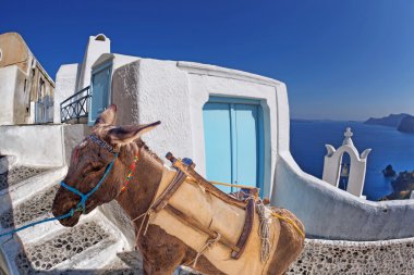 Santorini Adası ile eşek köyde Oia, Yunanistan